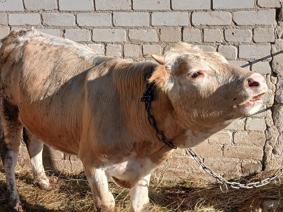 Продам корову и быка сементал