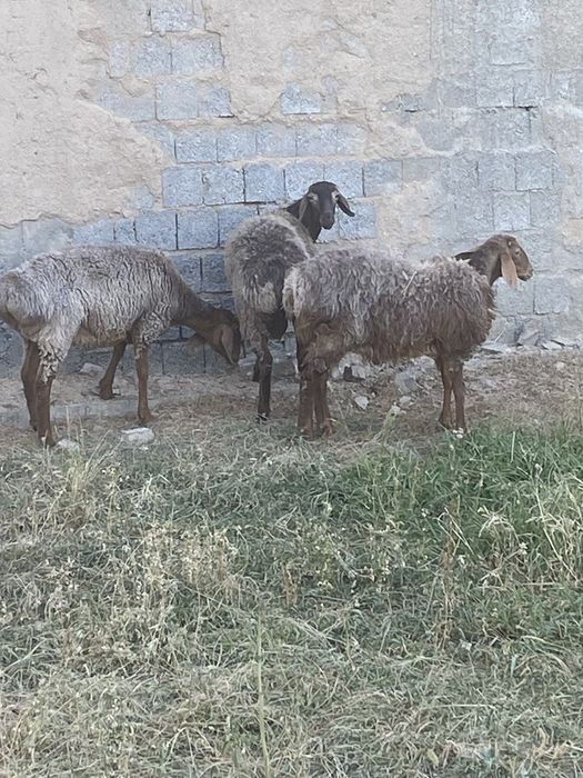 Qõylar sotiladi !