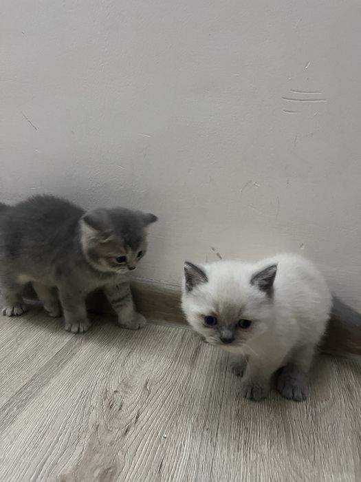 Шотландские котята