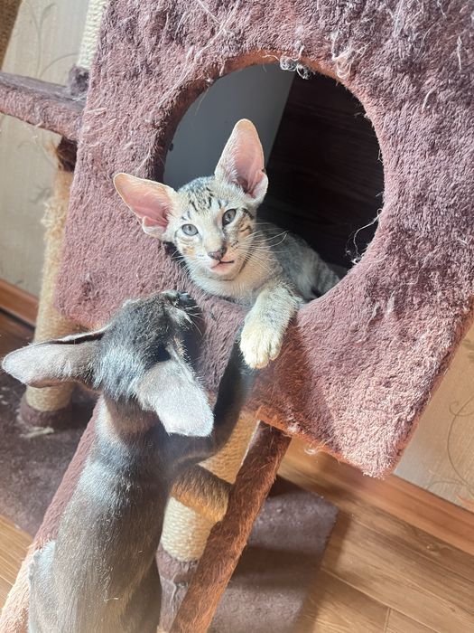 Ориентальный котенок