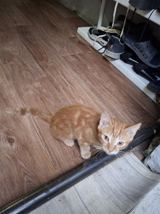 Отдам котят в добрые руки