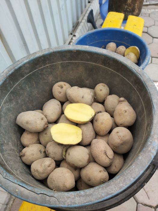 Продаю Семеной картофель