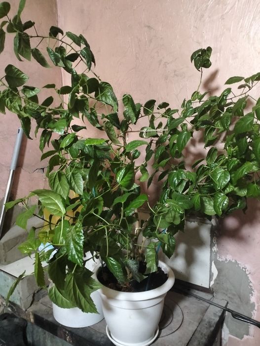 Гибискус (китайская роза