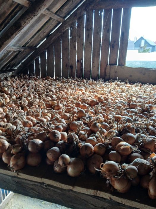 Vând ceapă alba și roșie