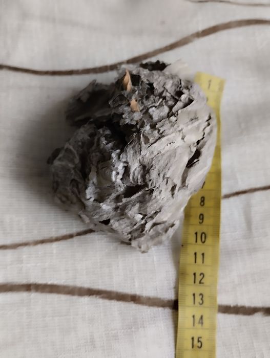 Осинное гнездо . Дикое .