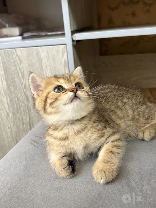 Очаровательные котята в поисках любящей семьи!