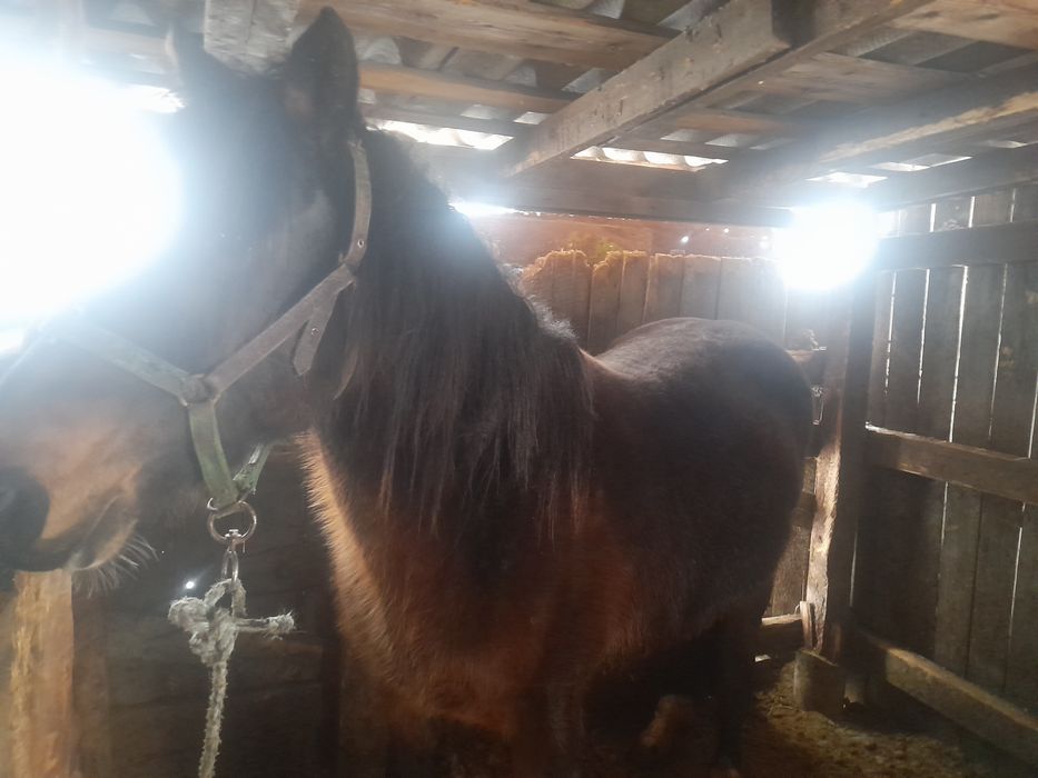 Кобыла жирная сирак 200