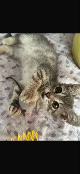Отдам в добрые  руки котенка мальчик