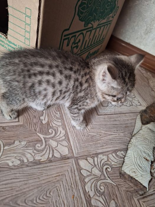 Бенгалка 1 мес, очень красивая и игривая