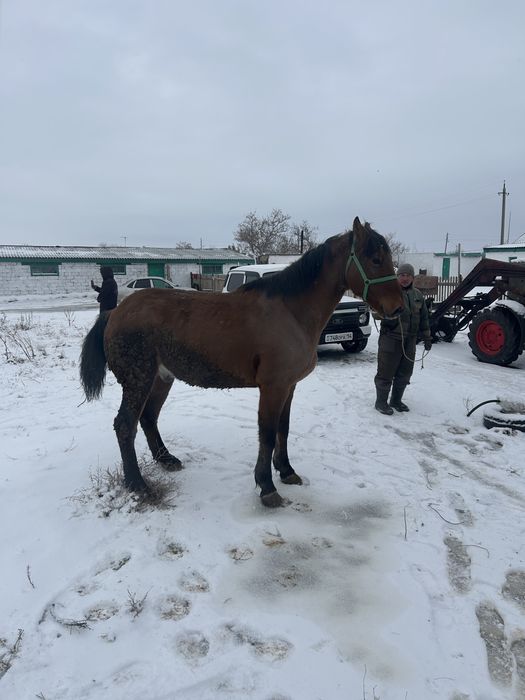 Лошадь ат,мерин.