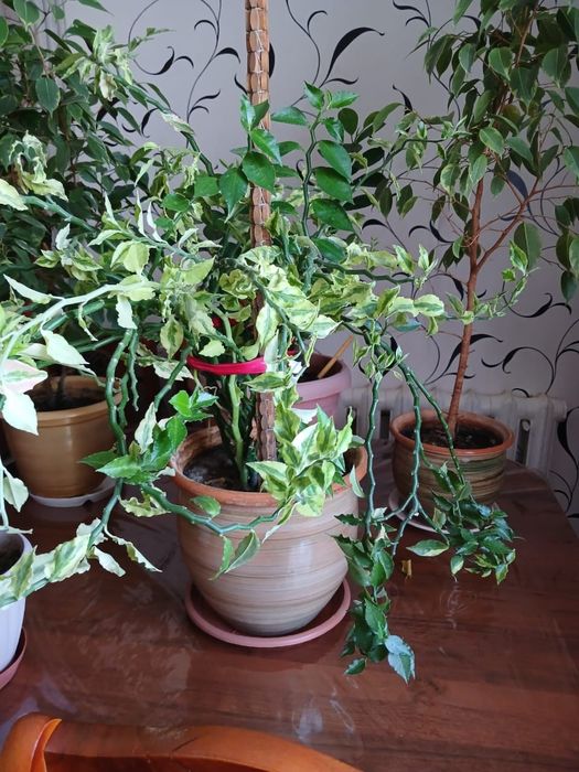 продам комнатные цветы