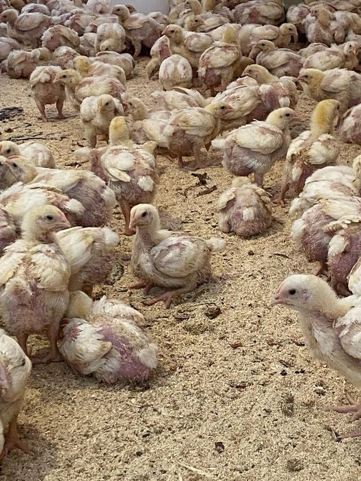 Бройлеры кооб 500