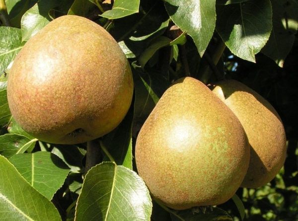 Pomi Fructiferi Străvechi Glia Strămoșească (Soiuri De Peri )