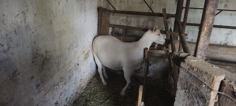 Продам козы занен