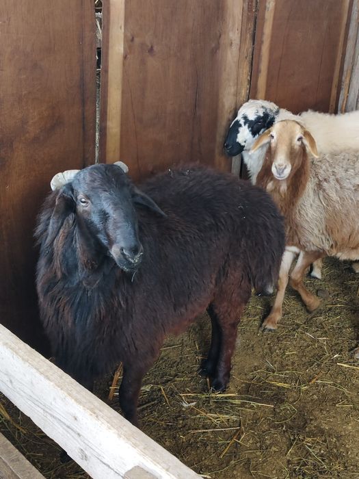 Кошкар сатылады 1шт 180,000