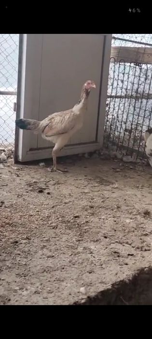 Байцовсый тауык .