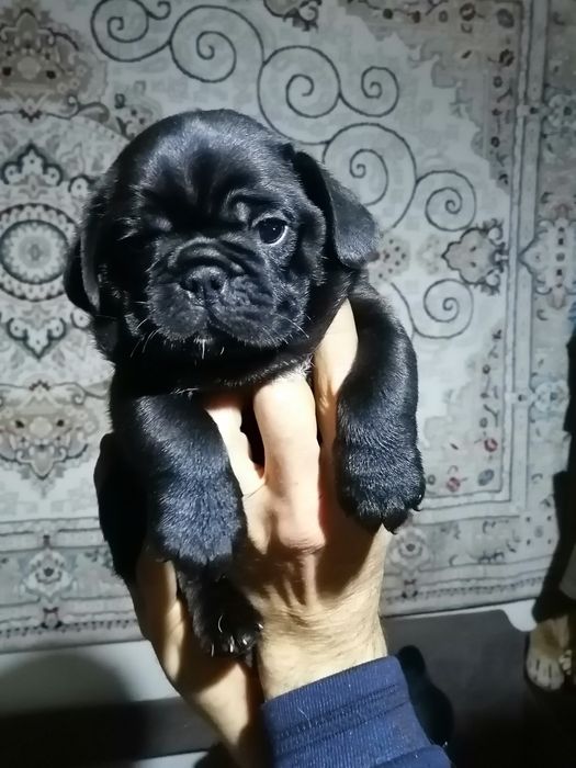 Продам щенков мопса