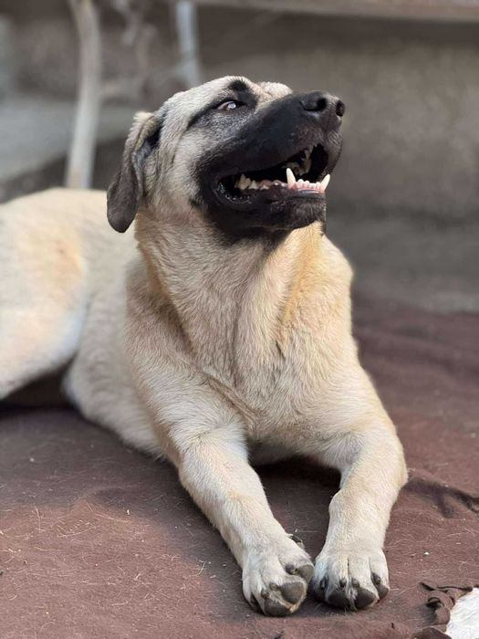 Куче 2 момичета и момче