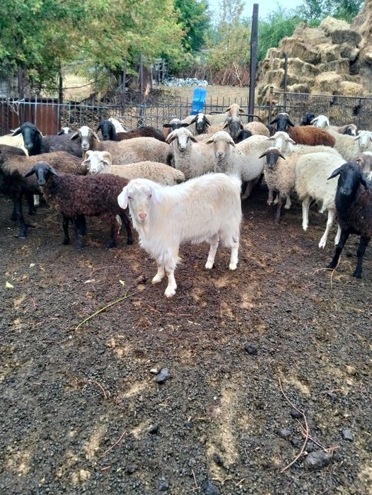 Продам борашек д