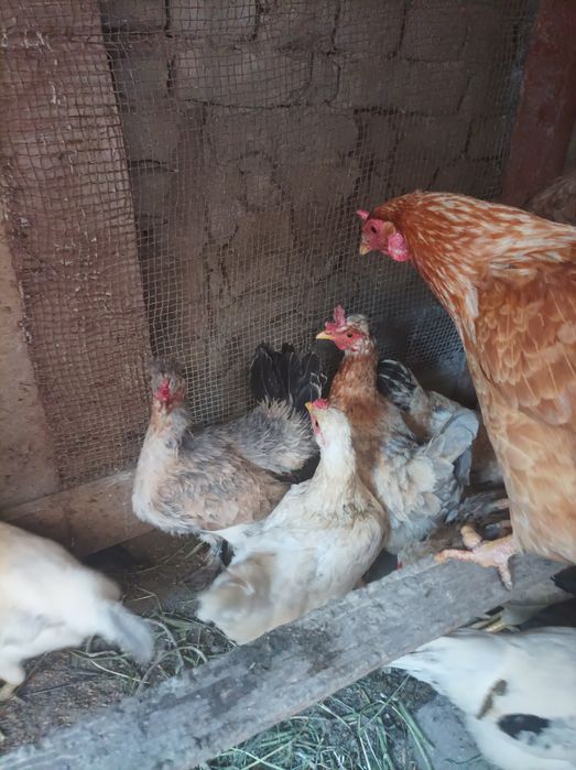 Joydori tovuqlar sotiladi xamasi tug'adi