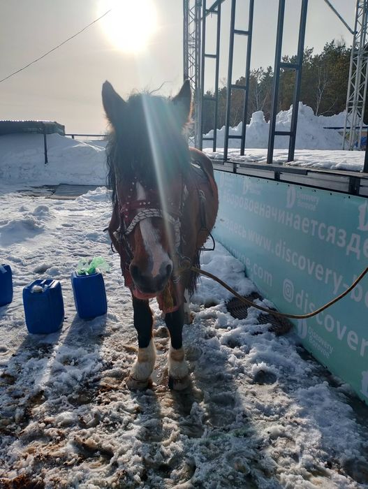 Продам лошадь!!!