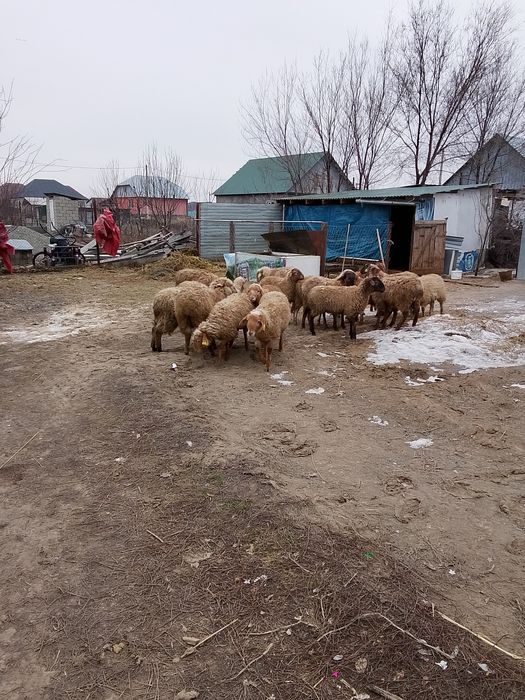 Семиз Токтылар сатылады