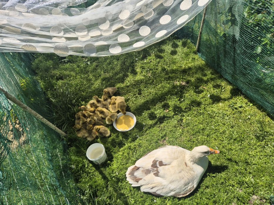 Vand boboci gasca romaneasca