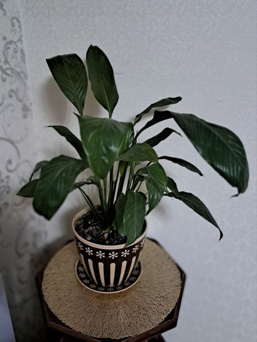 Комнатные цветы разные