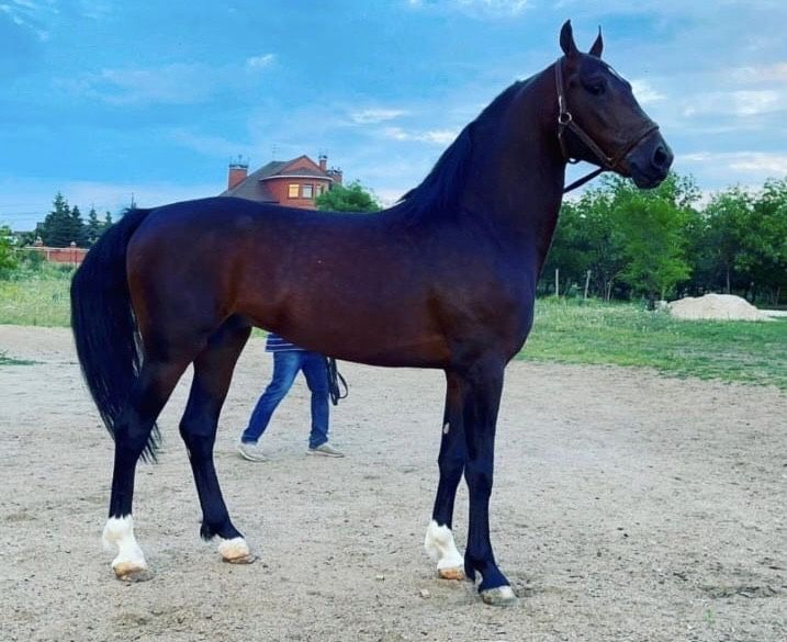 Продам элитного Орловца