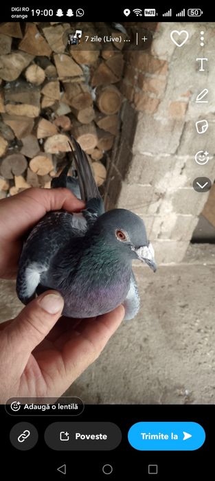 Vând porumbei  voiajori