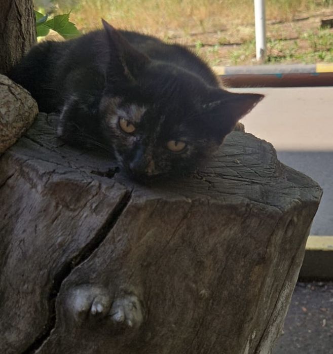 Котёнок девочка ищет дом