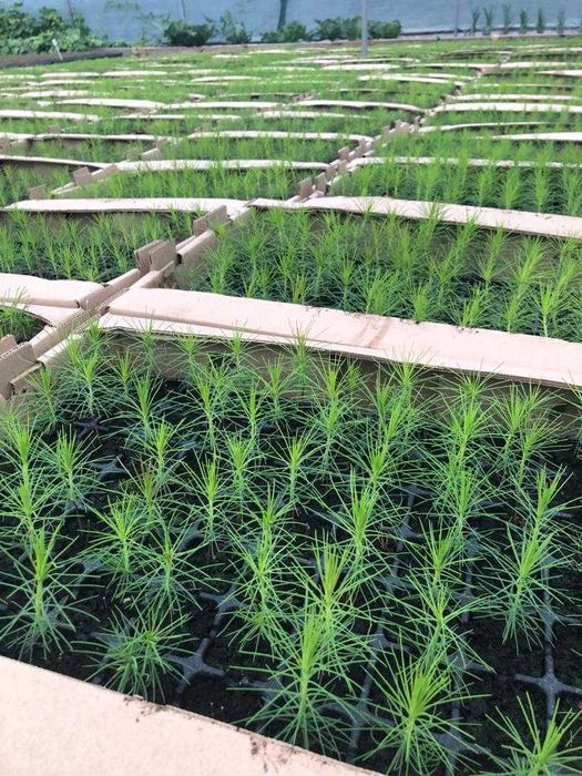 сеянцы всех видов деревьев