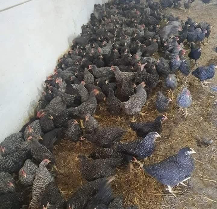 Vând pui de carne și pui colorat