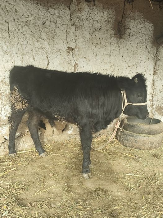 Бұқа    сатылады