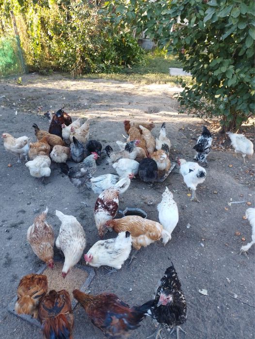 Продам домашних кур