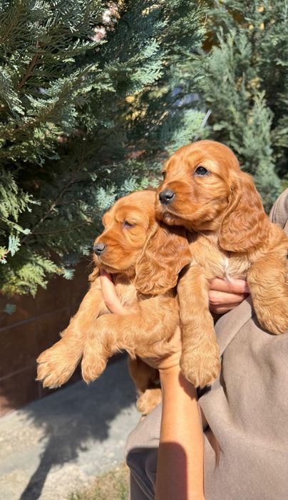 Cautam casa noua - Cocker spaniel