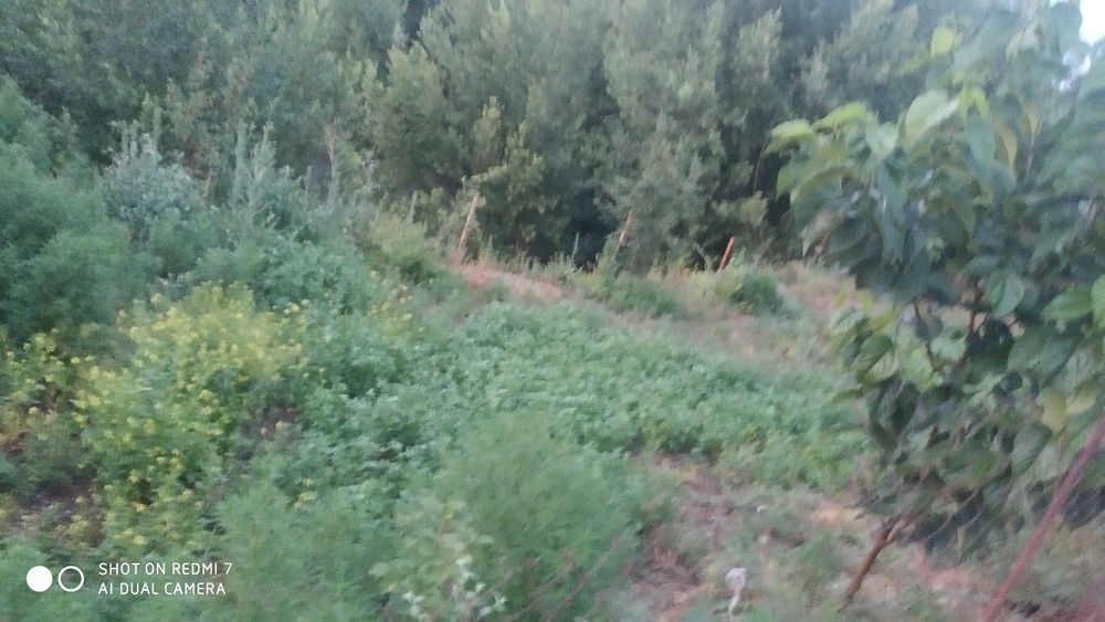 Ер сотилади. 40 сотих. 10 йиллик боғ.