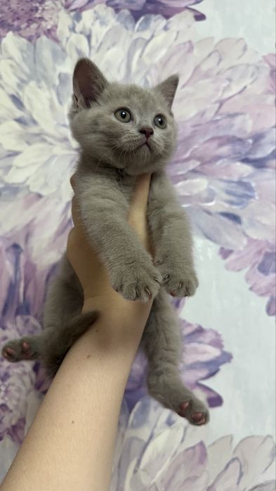 Продается Котенок лилового окраса !
