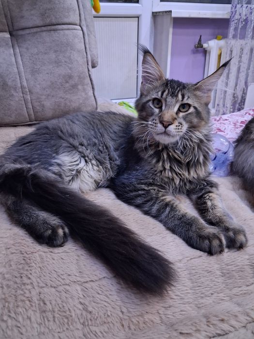 Продам котенка мальчика Мейн-Кун. С документами.