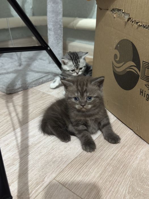Продам котенки девочки