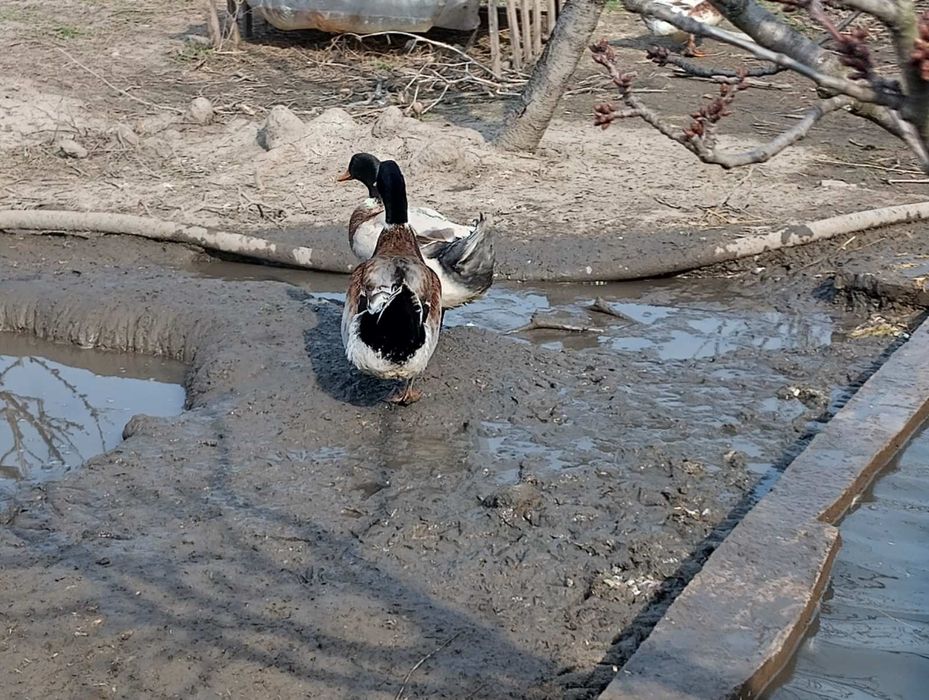 Патешки оплодени яйца.