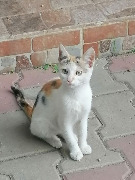 Pisicuta pui 3 luni