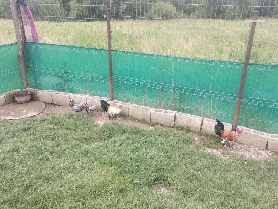 Vând diverse pasari