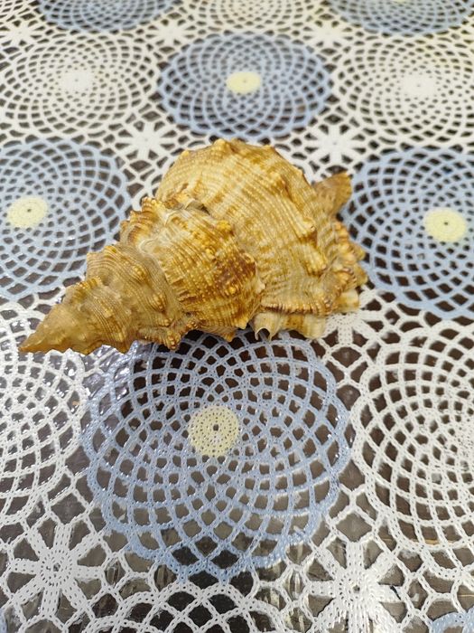 Продам Ракушки, Срочно!