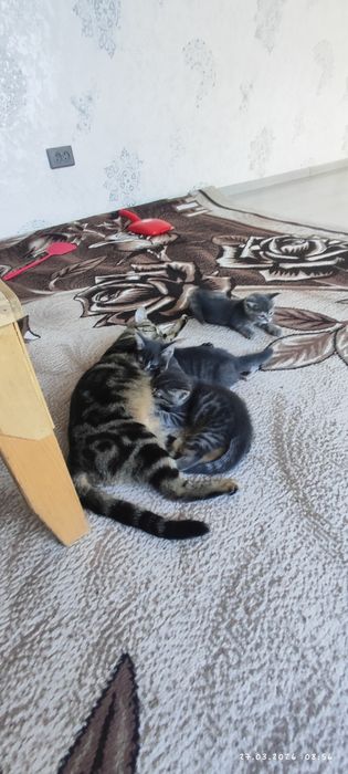 Otdam darom tekinga mushuk bolasi faqat  yahshi boqadigan odamga