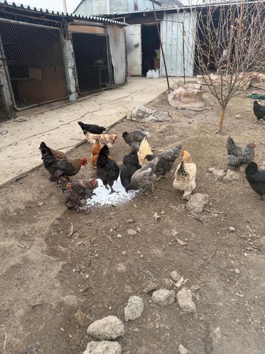 Продается Куры домашние!