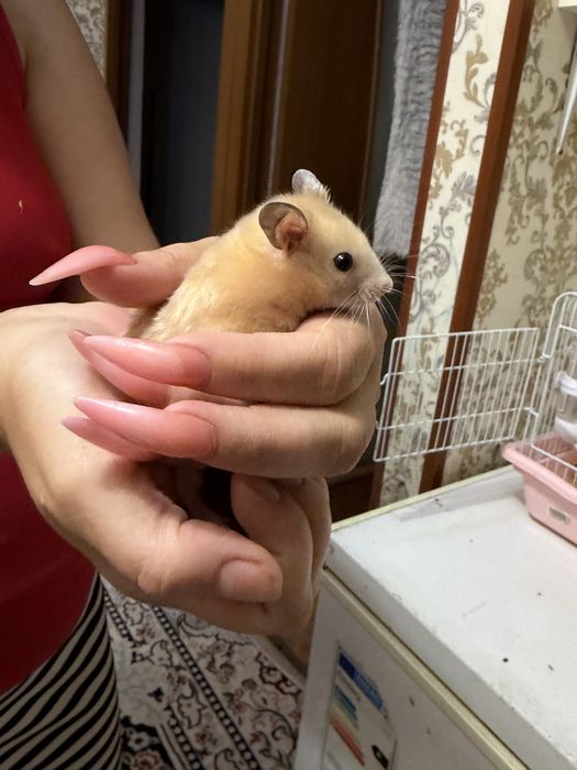 Продам Сирийский хомяк