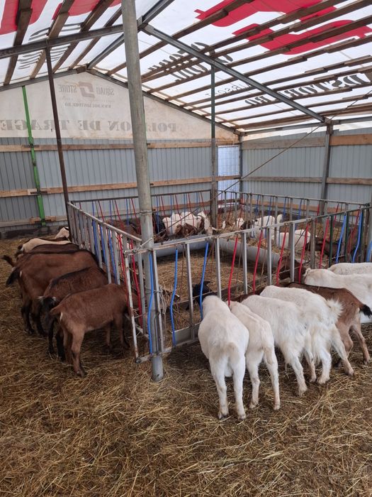 Capre si iezi de vanzare, Alpina franceza, Boer, Sanenn