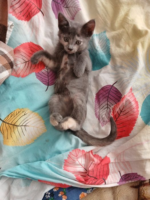 Отдам котенка бесплатно