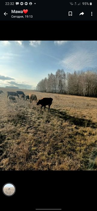 Продам 4 телки   и корову